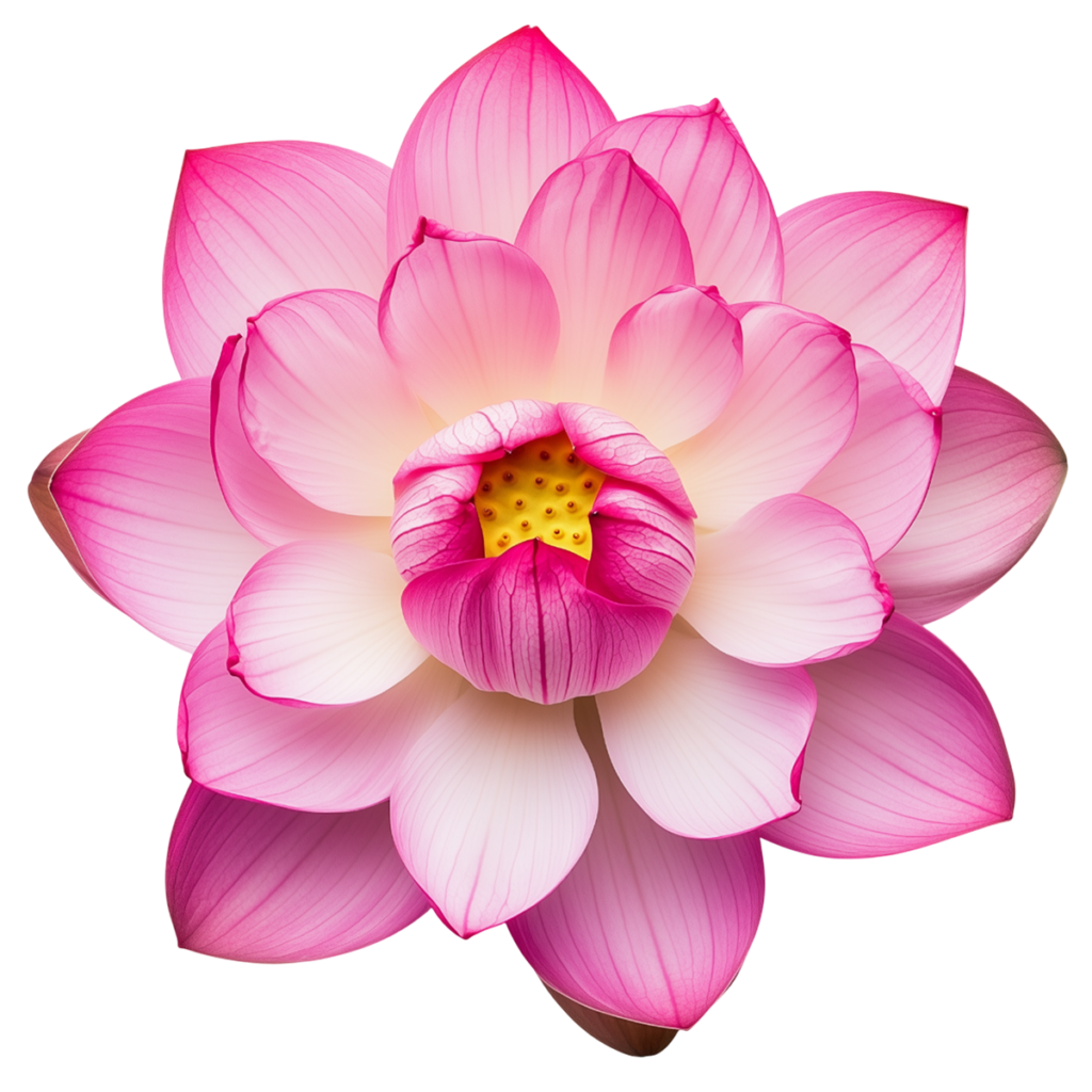 lotus